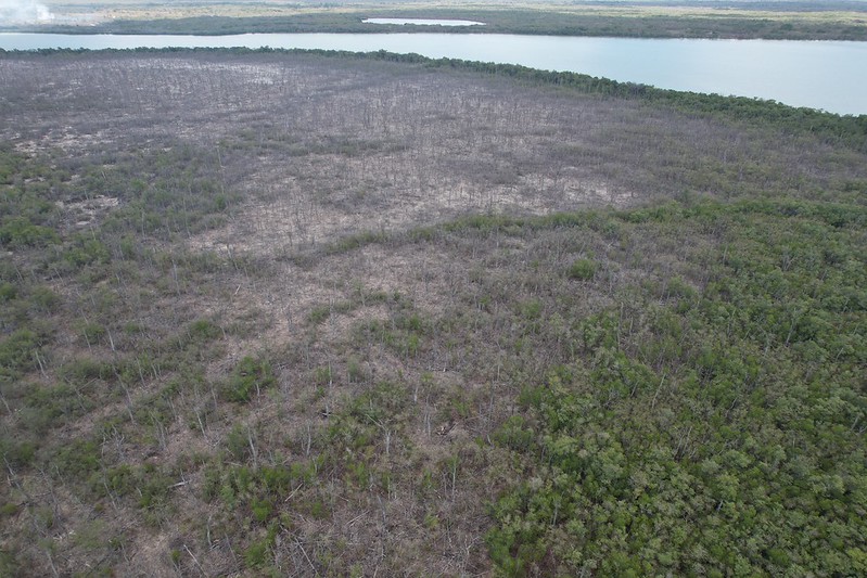 Deforestation Impact in